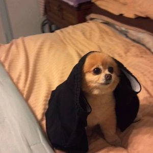 Meet your Posher, Donna